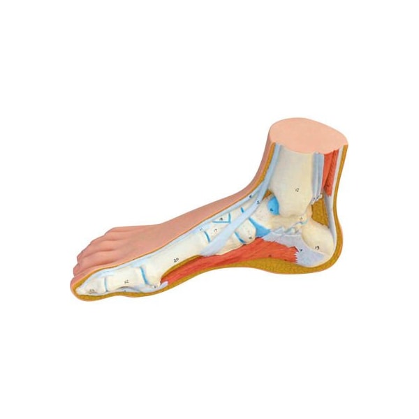 3B Anatomical Model - Normal Foot